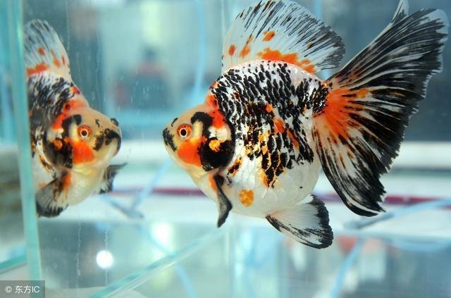 第一次饲养金鱼才知道金鱼的寿命是多年其实金鱼很长寿的 快资讯 第一次饲养金鱼才知道金鱼的寿命是多年其实金鱼很长寿的 快资讯