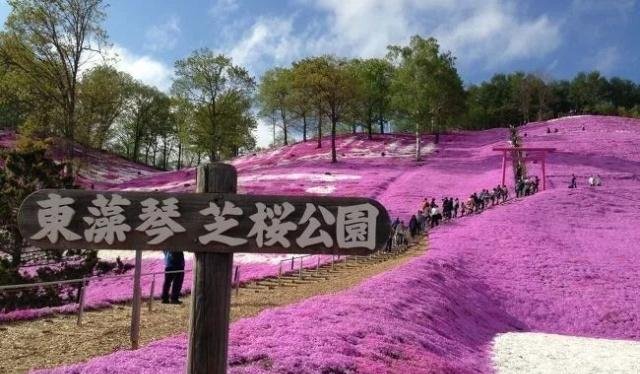 日本北海道自由行 5月必看 东藻琴公园芝樱绝景 快资讯