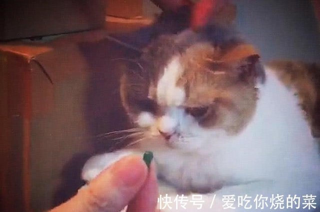 强塞药片咬到猫舌头 猫咪疼的瞪大眼朕要你凌迟 快资讯