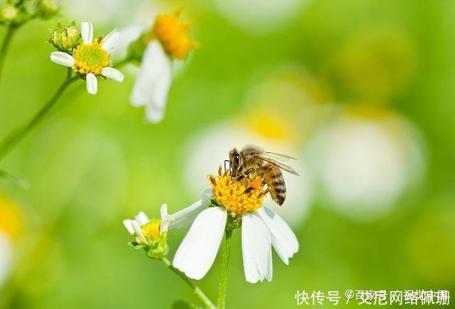 蜜蜂什么花蜜都采 为什么蜂蜜还要分为不同的蜂蜜真相在这里 快资讯