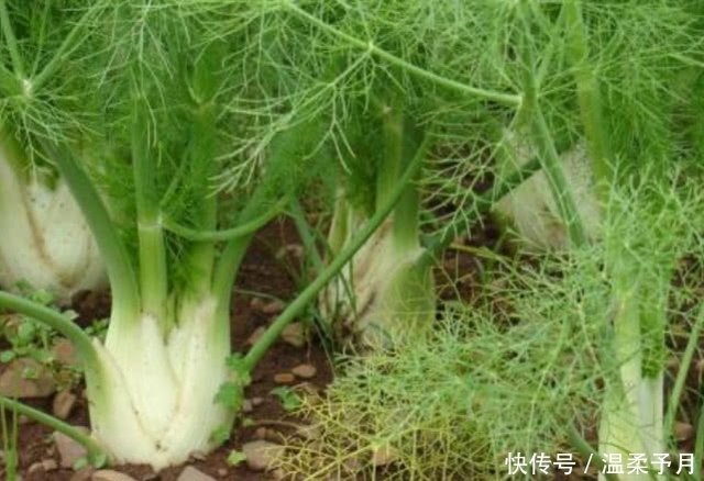 它是原产于意大利的变种茴香 植株带球茎香味独特 如今广受欢迎 快资讯