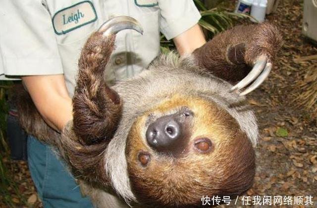 懒到极致 慢到极致的树懒 是如何完成交配的呢 快资讯 懒到极致 慢到极致的树懒 是如何完成交配的呢 快资讯