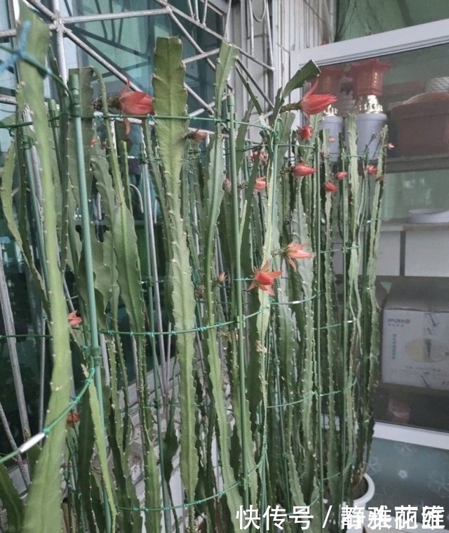 他家阳台养了 盆 令箭荷花 长到1米5高 花苞巴掌大 快资讯 他家阳台养了 盆 令箭荷花 长到1米5高 花苞巴掌大 快资讯