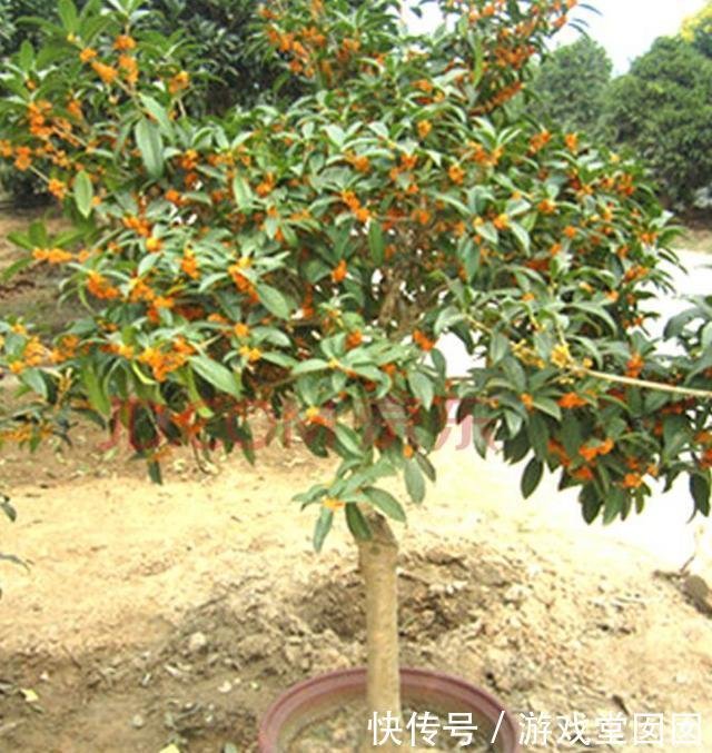 盆栽桂花树平时这样养护 秋季必花香满园 快资讯