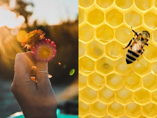 蜂花粉是什么 为什么蜂花粉能减肥 蜂花粉吃法 快资讯