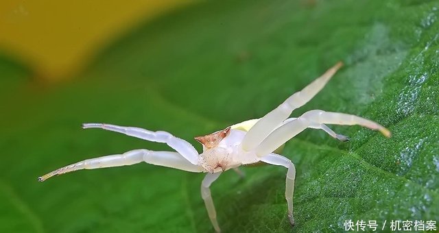 长得像螃蟹一样的蜘蛛 蟹蛛为了食物可以说是六亲不认的 快资讯 长得像螃蟹一样的蜘蛛 蟹蛛为了食物可以说是六亲不认的 快资讯