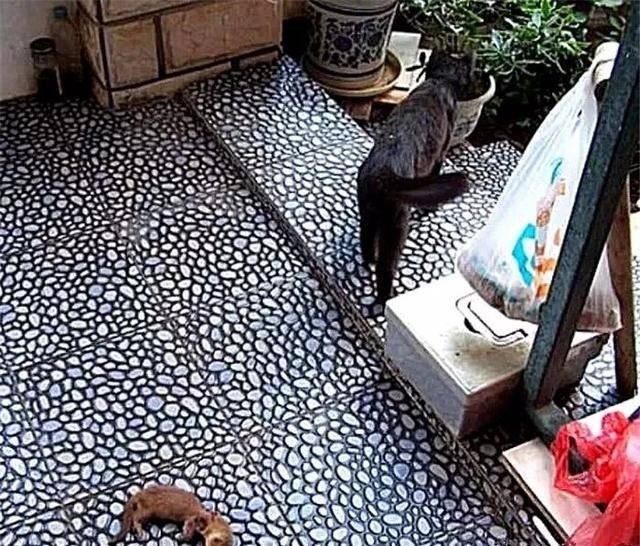 黄鼬相约偷鸡偶遇黑猫 遇难后伙伴不舍离开 希望带兄弟回家 快资讯 黄鼬相约偷鸡偶遇黑猫 遇难后伙伴不舍离开 希望带兄弟回家 快资讯