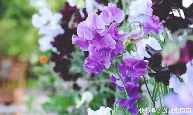 香豌豆花开似翩翩蝴蝶 色彩淡雅 纤细娇柔 让人心生怜爱 快资讯