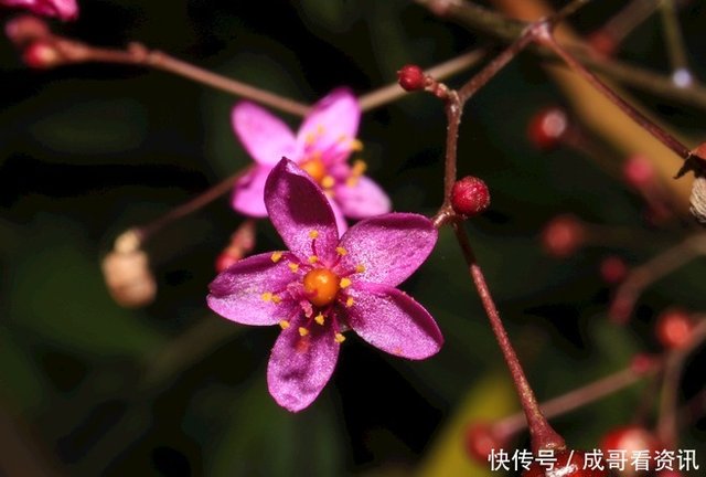 此花在风中摇摇摆摆 像安静不下来的小孩子 是永远属于你的真心 快资讯