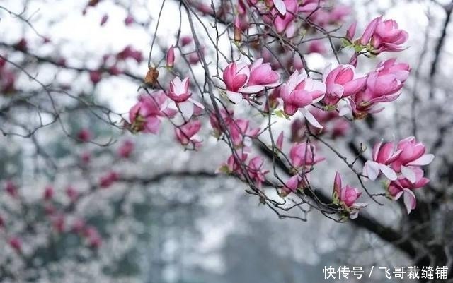 白居易有关辛夷花 木兰花 的诗词赏析 快资讯