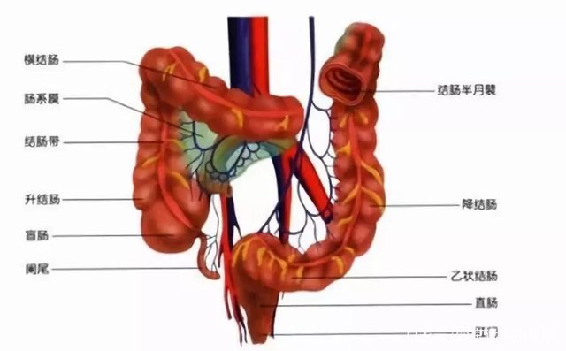结肠炎这些危害要小心 需及时诊治 快资讯