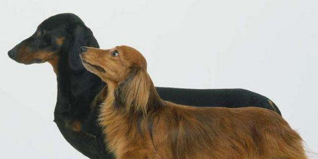 打猎什么狗嗅觉最好 十大优秀嗅觉猎犬 快资讯