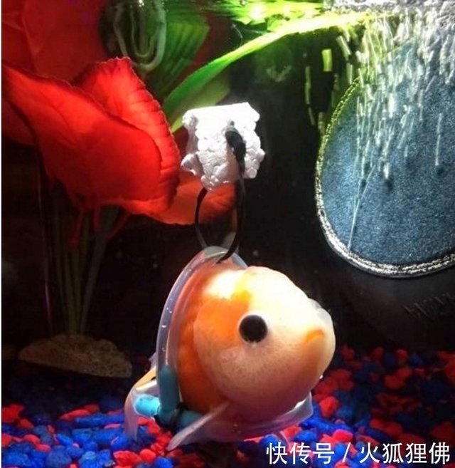 小金鱼没有鱼鳍 不能游泳 主人心痛它 为他安了个辅助的东西 快资讯