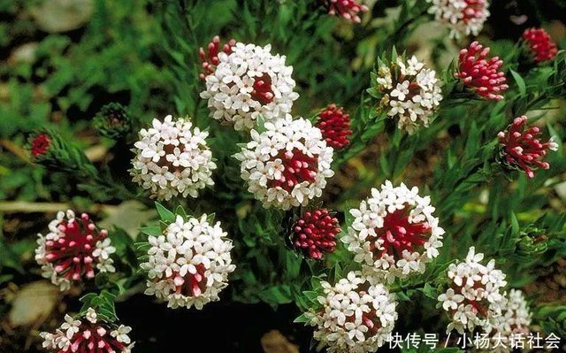 高原上随处可见的狼毒花 却是生态恶化的警示 快资讯