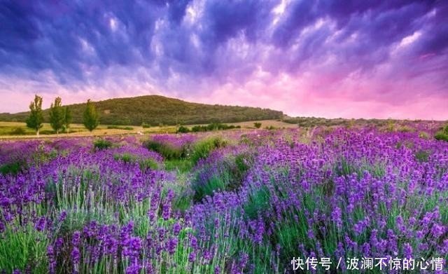 这里是薰衣草的世界 花的海洋 网红拍照圣地普罗旺斯 快资讯 这里是薰衣草的世界 花的海洋 网红拍照圣地普罗旺斯 快资讯