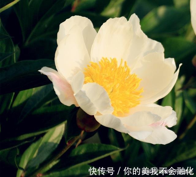 看好了 这才是芍药 可别再和牡丹搞混了 快资讯 看好了 这才是芍药 可别再和牡丹搞混了 快资讯