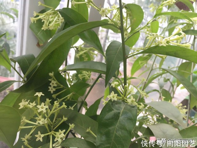 夜来香有毒吗 没有毒 只是花香味太浓 刺激鼻腔 影响睡眠 快资讯