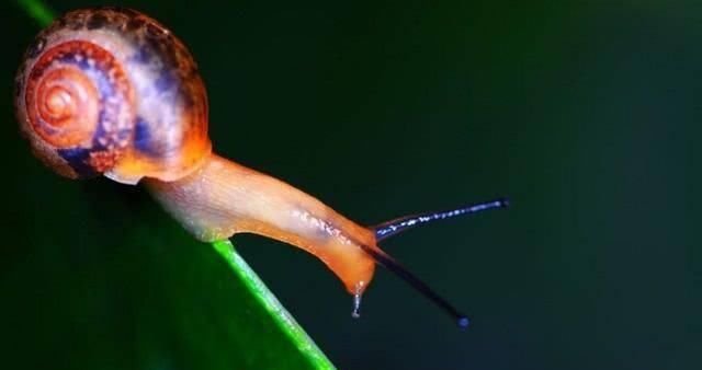 地球上最常见的软体动物 适应性极强 有相当重要的科学价值 快资讯