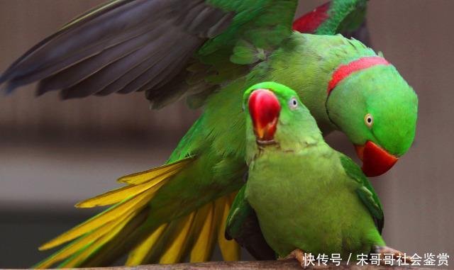 国产鹦鹉就是这么好 体型大性价比高 看完还养什么非洲灰鹦鹉 快资讯