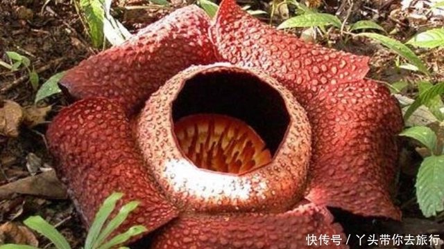 食人花真的会吃人吗 实际上并不吃人 真实身份大王花 快资讯