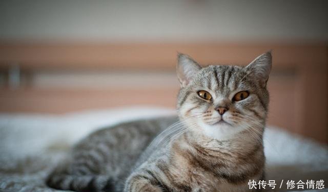 狸花猫与英短猫有4个区别 你觉得它们打架谁更厉害呢 快资讯