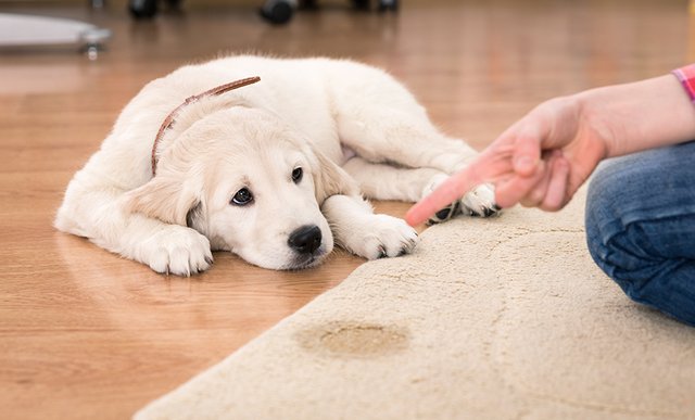 训练幼犬 虐狗 不训练它 虐待你自己 快资讯