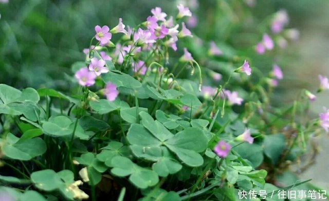 十首初夏诗词 风疏飞燕拂桐花 摘尽枇杷一树金 快资讯 十首初夏诗词 风疏飞燕拂桐花 摘尽枇杷一树金 快资讯
