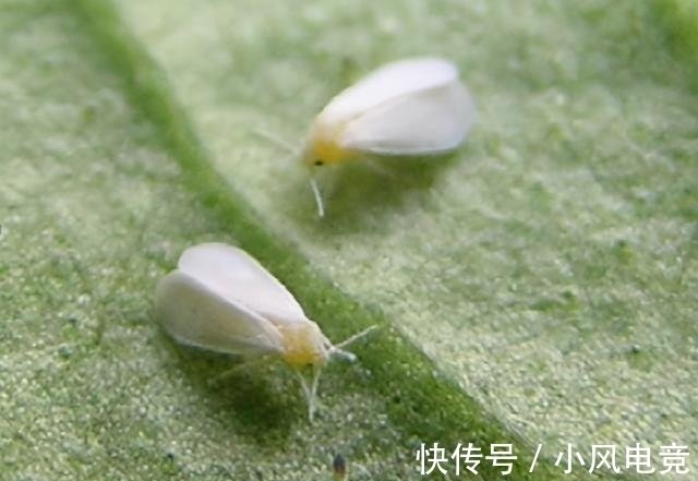 从植物到昆虫的一次基因转移 让超级害虫危害人间 快资讯