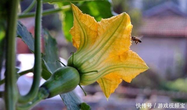 南瓜没有雌花怎么调控 快资讯 南瓜没有雌花怎么调控 快资讯