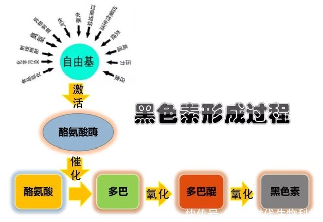 黑色素导致皮肤衰老 Ph450细胞代谢酶如何根治 快资讯