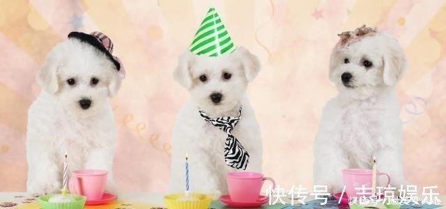 养比熊犬久了之后 这8种 毛病 难以逃过 快资讯