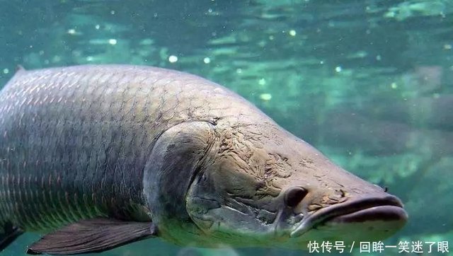 海象鱼体型太大不好安置 看看鱼友都是怎么养的 快资讯