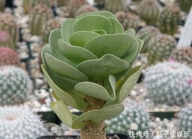 很多人都以为金钱木是多肉植物 其实它是一种草本观叶植物 快资讯 很多人都以为金钱木是多肉植物 其实它是一种草本观叶植物 快资讯