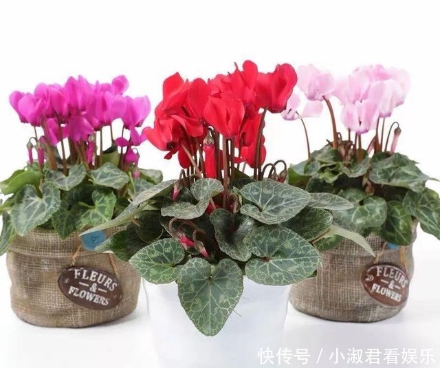 冬天养这几种花要小心 喷水多了会腐烂枯死 快资讯 冬天养这几种花要小心 喷水多了会腐烂枯死 快资讯