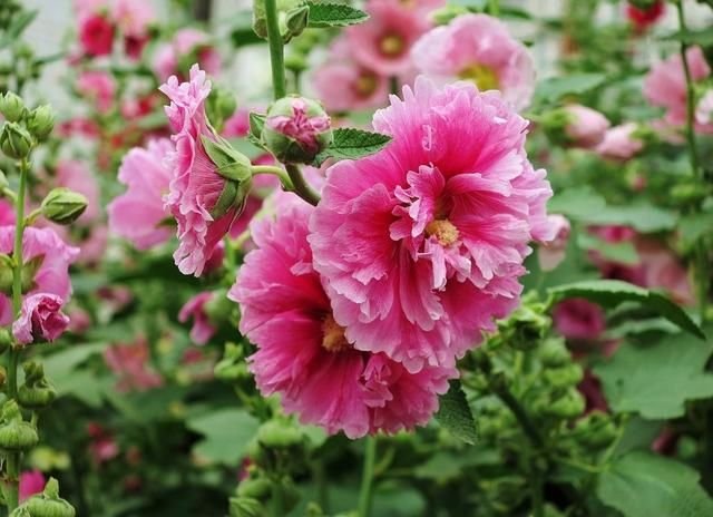 这5种花耐旱 好养 夏天花朵 开爆盆 家里变成 小花园 快资讯