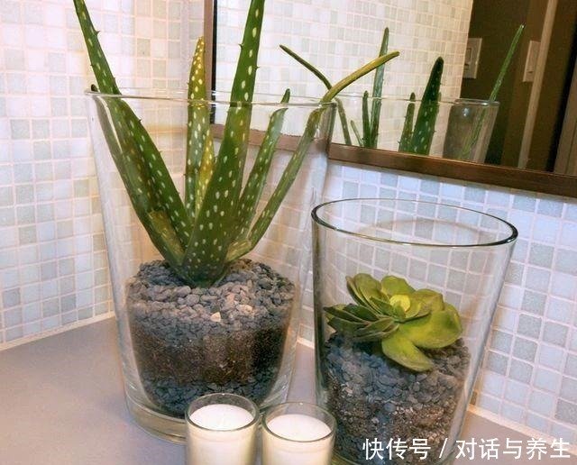 适合养浴室里的10种盆栽植物 有观花植物和观叶植物 选哪种 快资讯