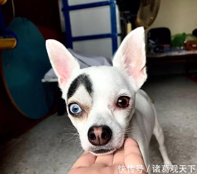 女子养的吉娃娃生下独子 狗崽逐渐长大后 模样却越发迷幻起来 快资讯 女子养的吉娃娃生下独子 狗崽逐渐长大后 模样却越发迷幻起来 快资讯