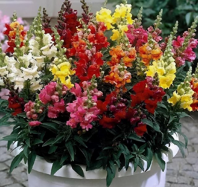 金鱼草 寓意好 满盆串串 金鱼花 过年养一盆 好看又吉利 快资讯 金鱼草 寓意好 满盆串串 金鱼花 过年养一盆 好看又吉利 快资讯