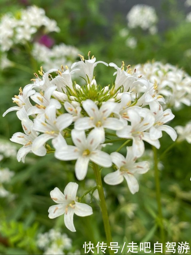 我愿做你心中的星宿花 听听关于星宿花的动人故事 快资讯