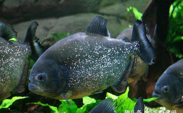 亚马逊河的 顶级猎手 食人鱼和鳄鱼也俱它 快资讯