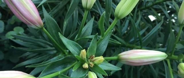 百合花为何老是消苞落蕾两分钟解析7种影响百合花苞生长的原因 快资讯