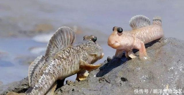 弹涂鱼 会跑会上树 连求偶都是走着去的 快资讯 弹涂鱼 会跑会上树 连求偶都是走着去的 快资讯