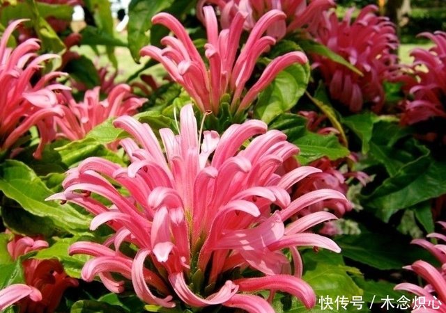 珊瑚花雅致柔美 种出更鲜艳的珊瑚花盆栽 需要掌握三点 快资讯