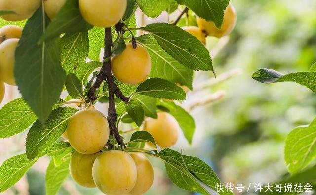 为什么说 桃养人 杏伤人 李子树下埋死人 现在算是明白了 快资讯 为什么说 桃养人 杏伤人 李子树下埋死人 现在算是明白了 快资讯