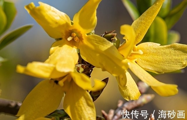 迎春花和连翘傻傻分不清 看花瓣就知道了 快资讯 迎春花和连翘傻傻分不清 看花瓣就知道了 快资讯