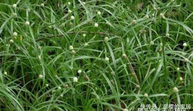 农村这种野草叫水蜈蚣 以前总是被农民根除 现在卖18元一斤 快资讯 农村这种野草叫水蜈蚣 以前总是被农民根除 现在卖18元一斤 快资讯