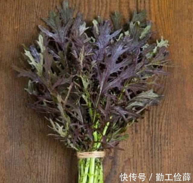 这种菜长得像苦菊 人称 水晶菜 如今是极受欢迎的风味蔬菜 快资讯