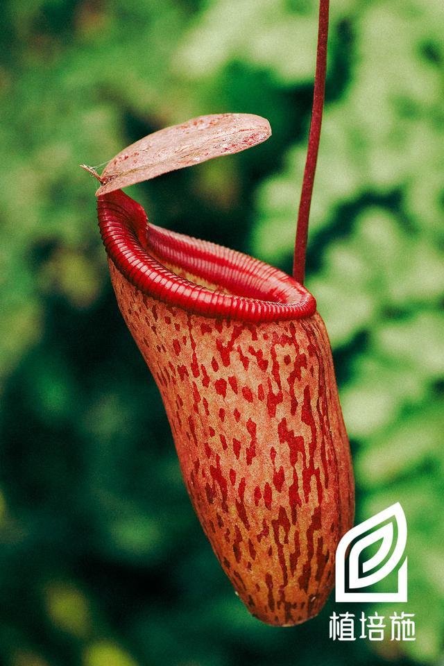 植培施 猪笼草nepenthes Misabilis 食虫植物栽培手册 快资讯