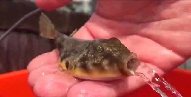 河豚生气鼓起肚子 随即张开嘴就开始吐水 小样子太可爱啦 快资讯