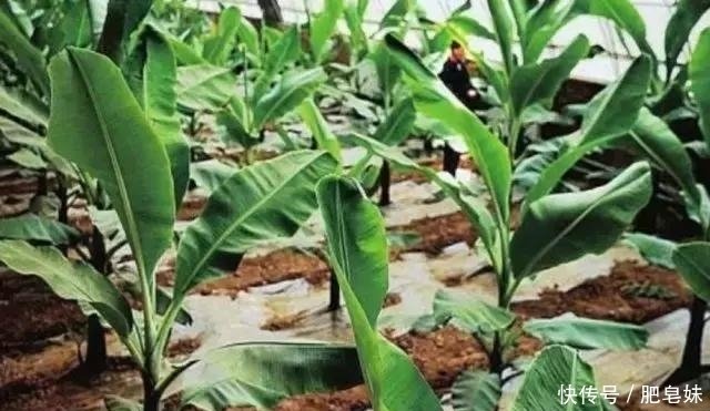 春植香蕉肥水管理措施香蕉四个时期的管理技术 快资讯
